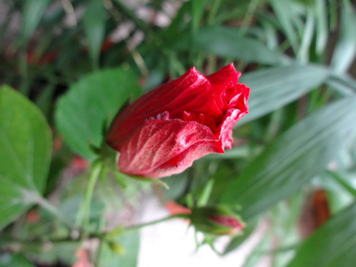 DSC00455 - Hibiscus