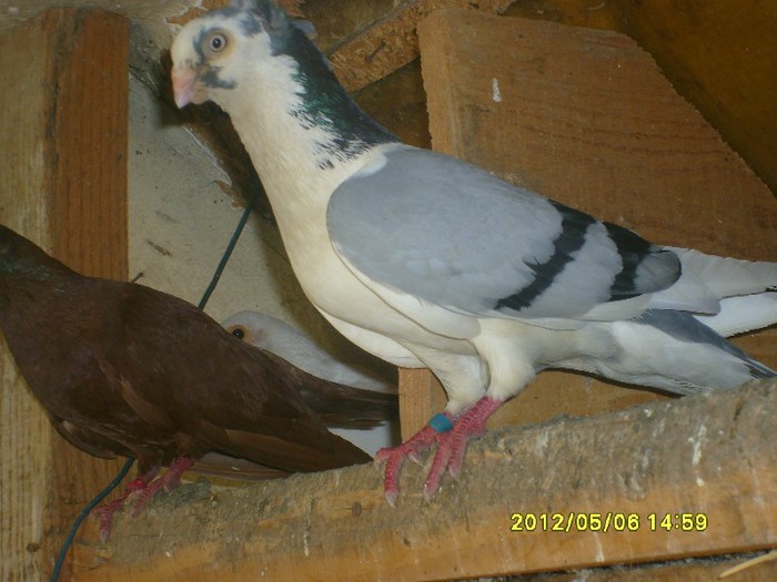 porumbei jucatori 003