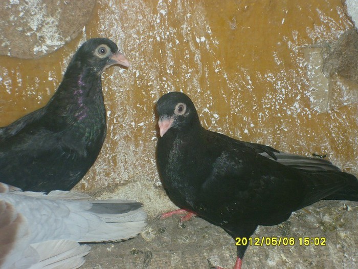 porumbei jucatori 012