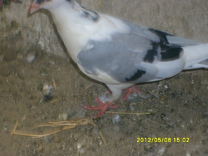 porumbei jucatori 013