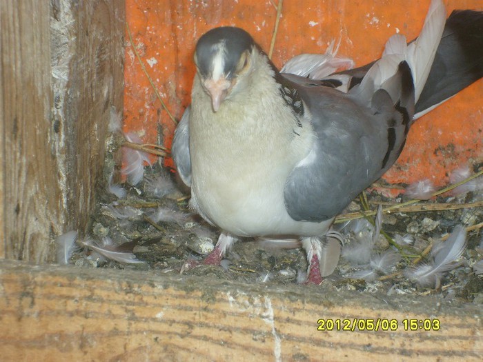 porumbei jucatori 015