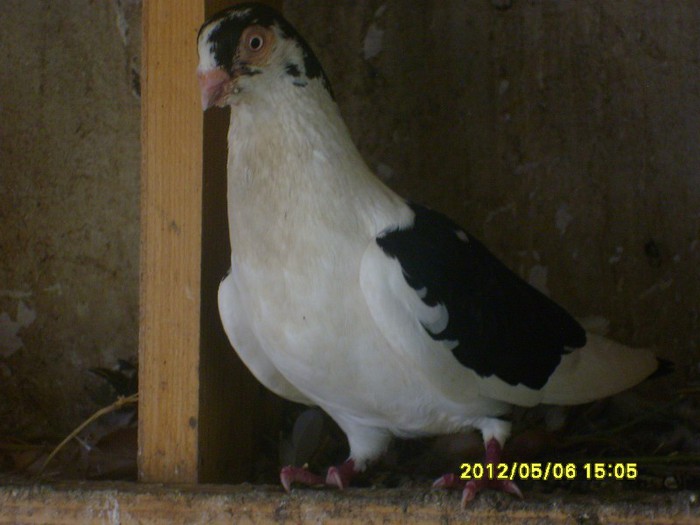 porumbei jucatori 021