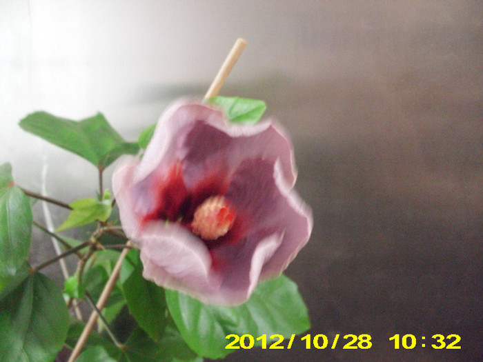 Picture 153 - hibiscus