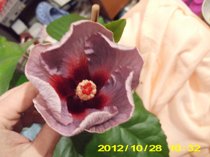 Picture 152 - hibiscus