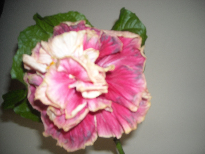 Hibiscus Stating Ovation