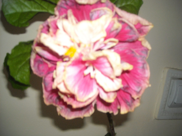 Hibiscus Stating Ovation