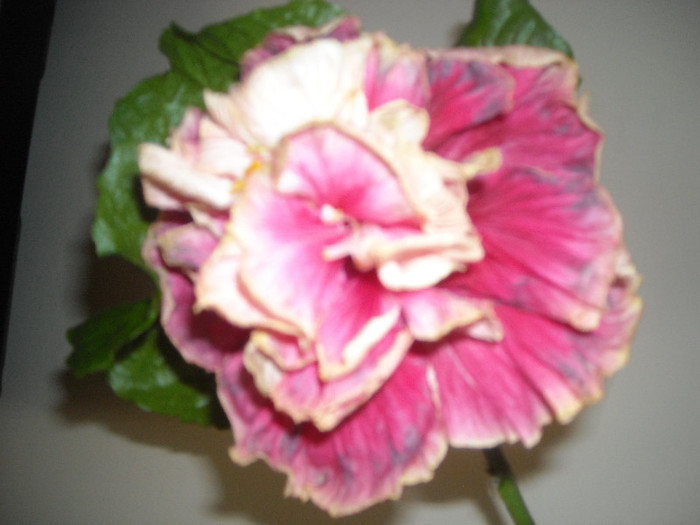 Hibiscus Stating Ovation