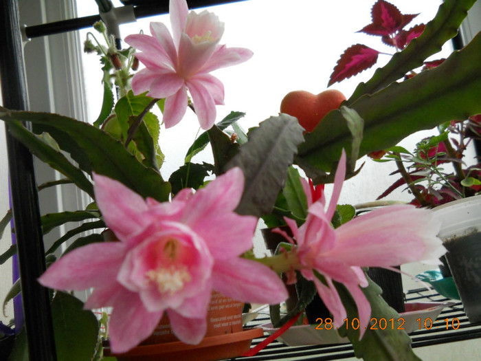 28.10.2012 003 - EPIPHILUM
