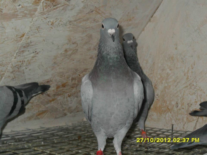 547062_3564391283493_1542030878_n[2]