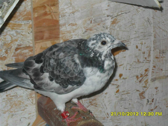 553552_3542949907472_36678757_n[1]