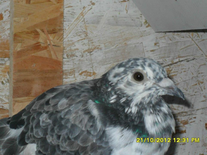 581015_3542969867971_333370303_n[2]