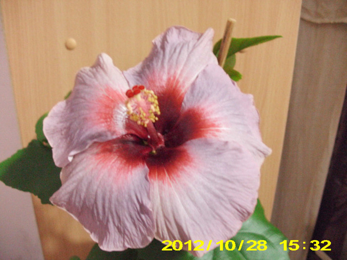 Picture 156 - hibiscus