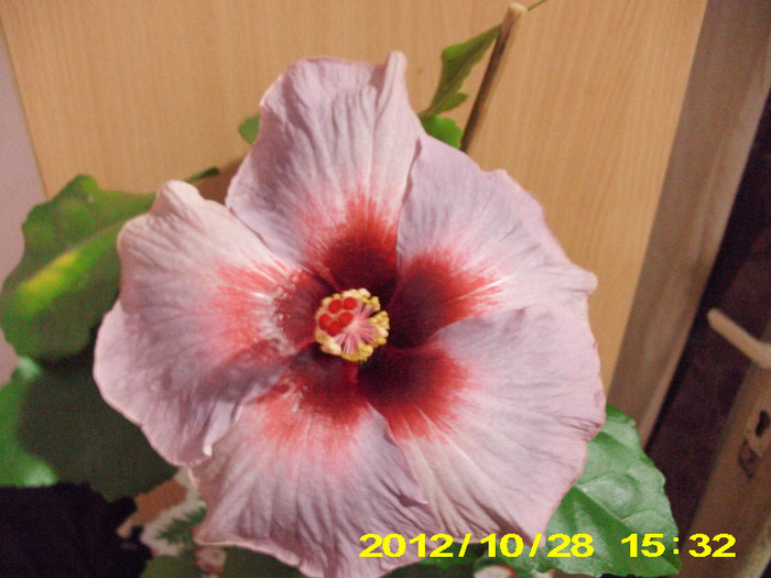 Picture 159 - hibiscus