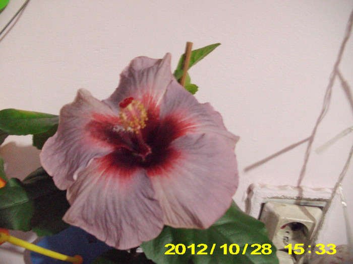 Picture 160 - hibiscus