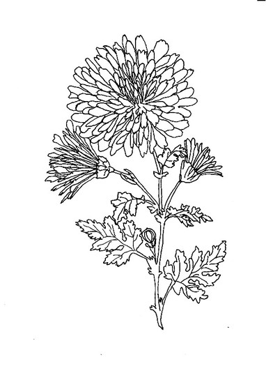 crizantema-plansa-de-colorat - Octombrie 2012-arhiva