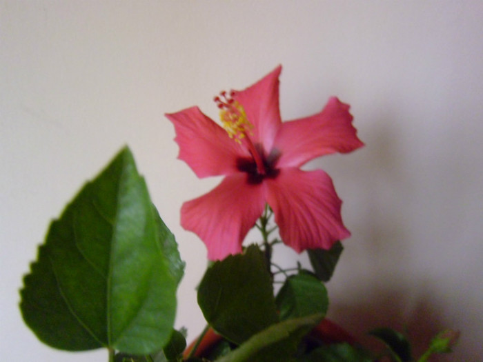 P1000441 - flori in octombrie