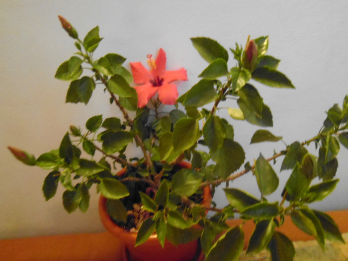 P1000447 - flori in octombrie