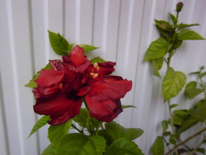 P1000448 - flori in octombrie