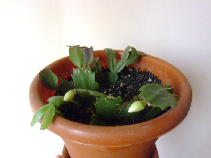 înfloreşte crăciuniţa albă