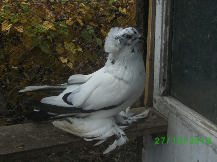 BILD1544 vandut