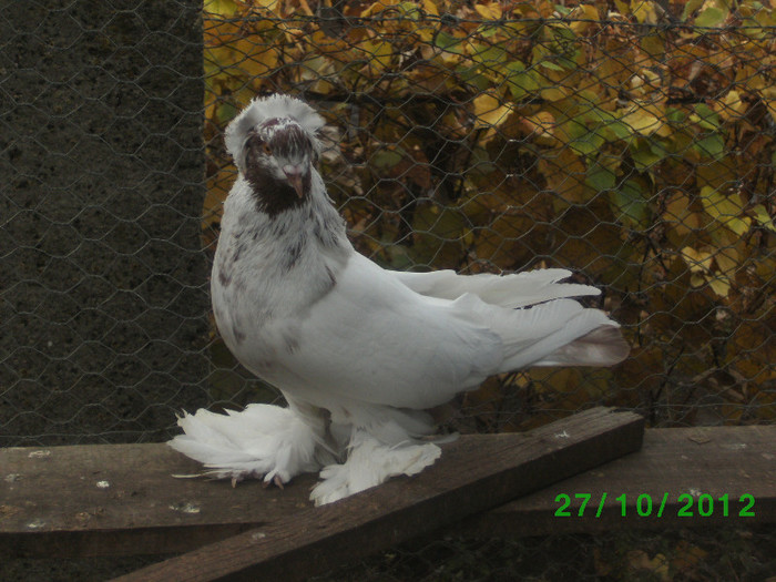 vandut
