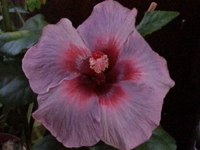 20121028_155326 - hibiscus