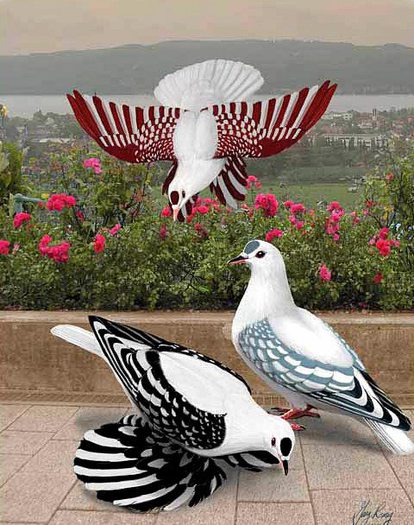 523511_10151234763379311_1319341165_n