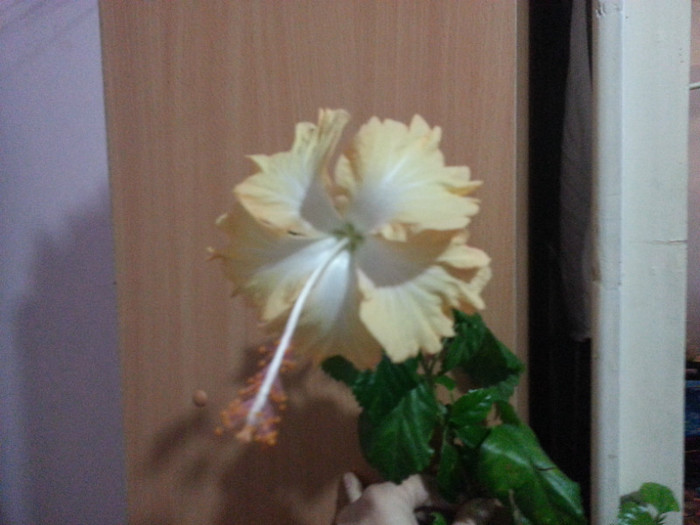 20121028_100831 - hibiscus