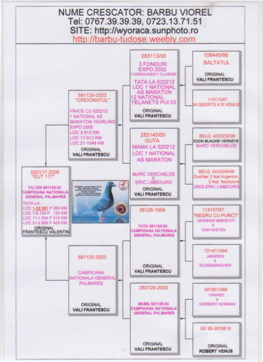 GUTUL 117; SUPER REPRODUCATOR, FIU DIN CAMPIOANA NATIONALA GENERAL PALMARES.
