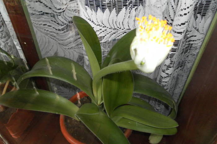 haemanthus albiflos - Identificare