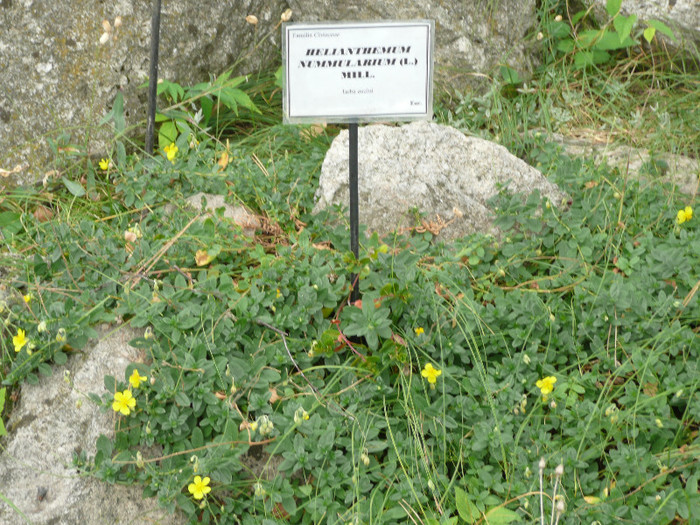 P1060562 - IASI GRADINA BOTANICA ANASTASIE FATU