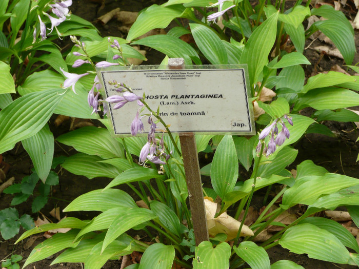 P1060582 - IASI GRADINA BOTANICA ANASTASIE FATU