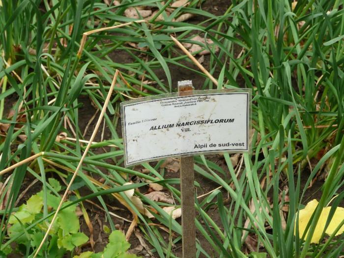 P1060583 - IASI GRADINA BOTANICA ANASTASIE FATU