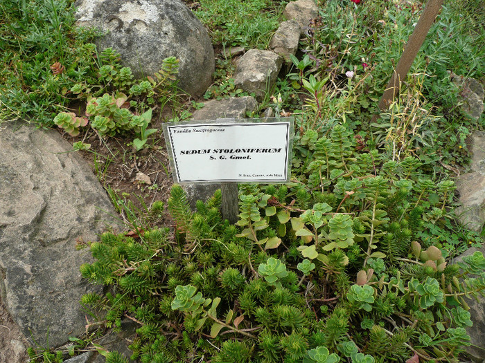 P1060602