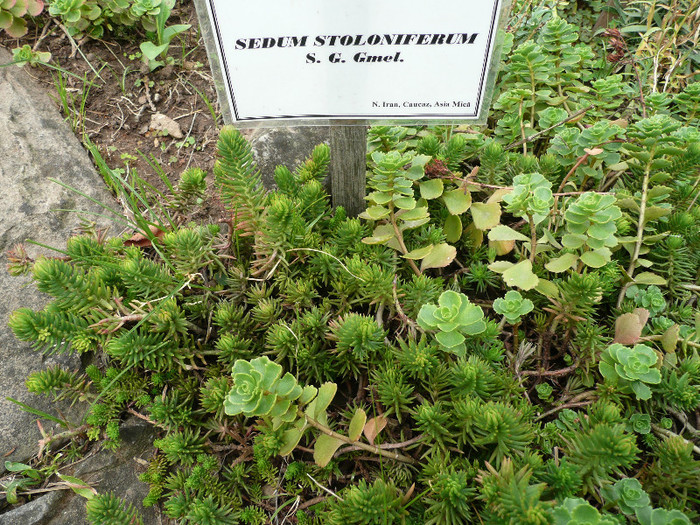 P1060603