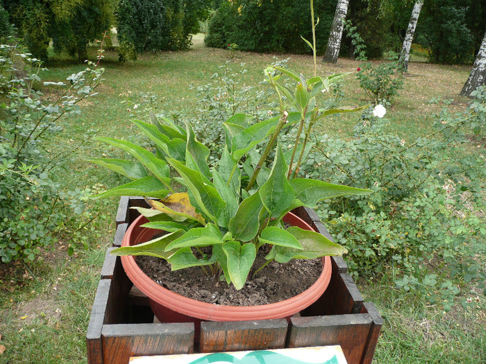 P1060607