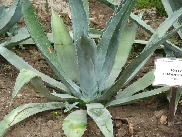 P1060634
