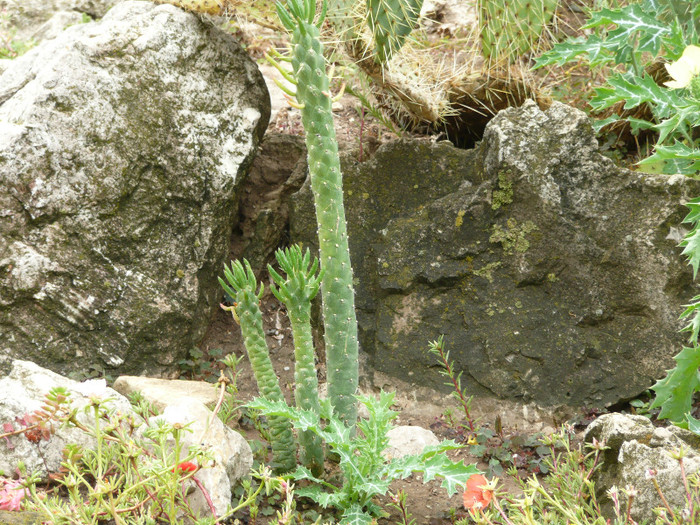 P1060650