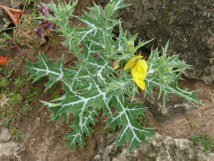 P1060656