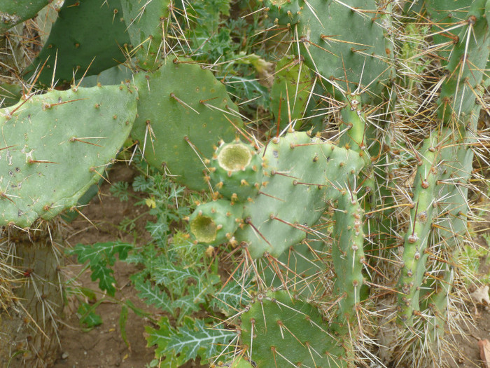 P1060663