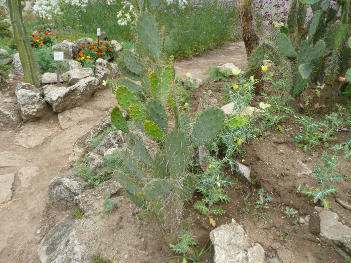 P1060665