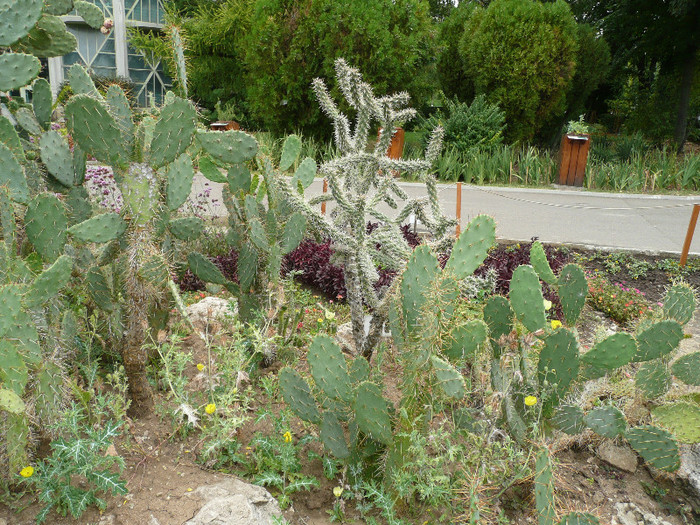 P1060666