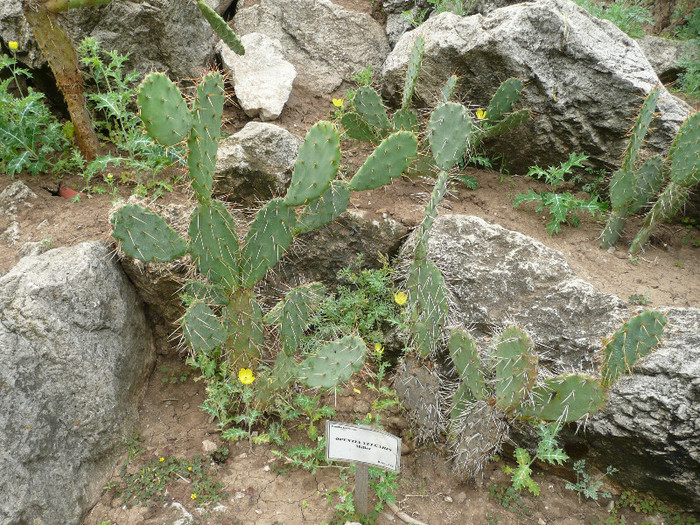 P1060669