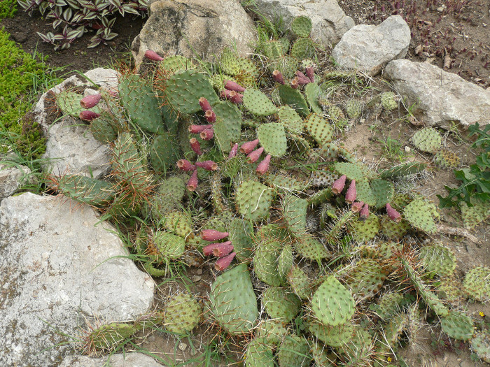 P1060676