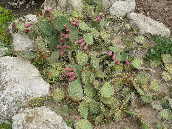 P1060677