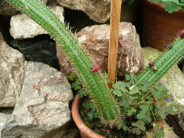 P1060697