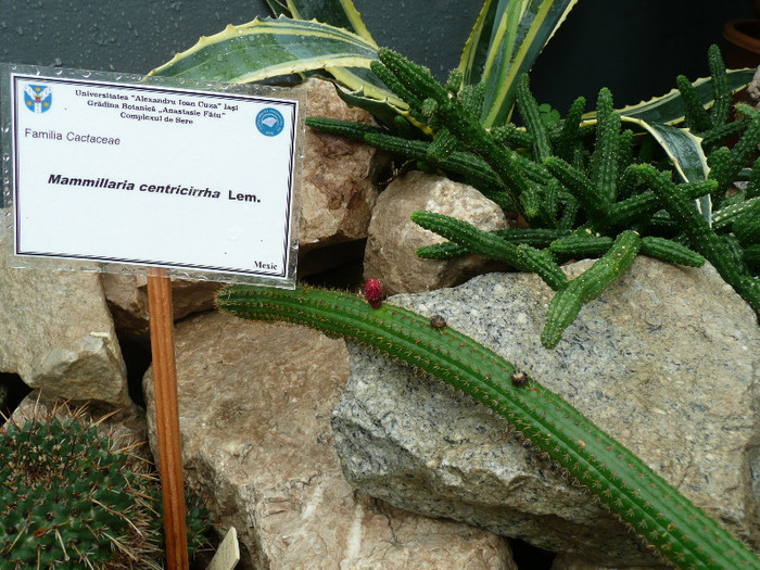 P1060699