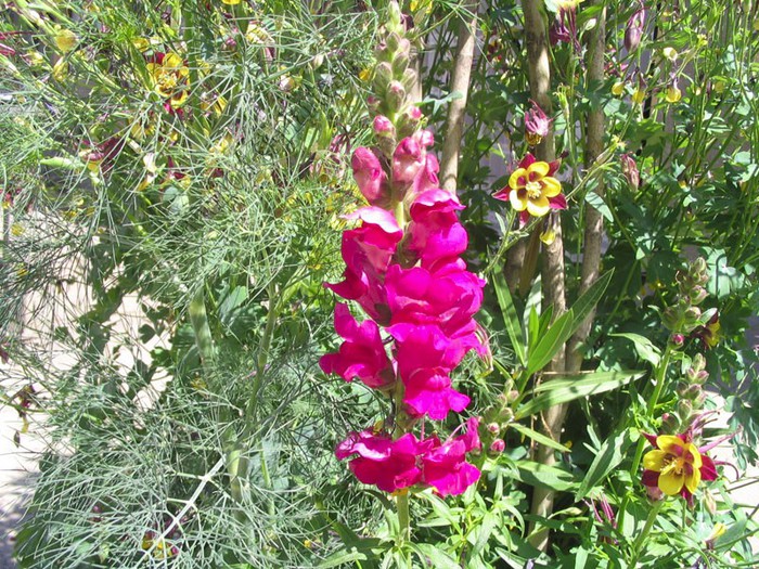 Gura leului 2 - Antirrhinum majus - Gura Leului