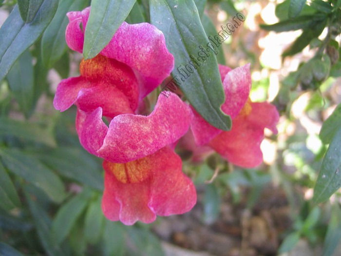 Gura leului 4 - Antirrhinum majus - Gura Leului