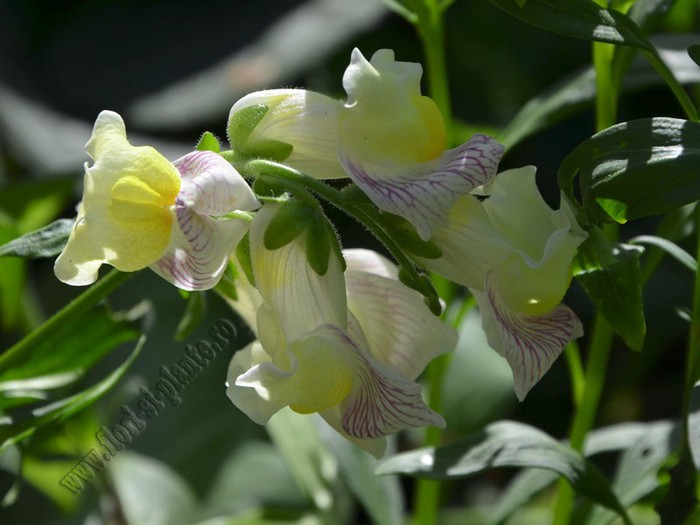 Gura leului 5 - Antirrhinum majus - Gura Leului